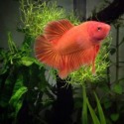 Choose An Aquarium For The Kids